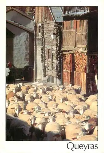 Animals postcard sheep moutons Queyras