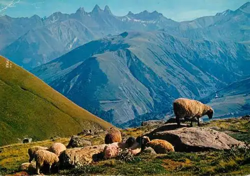 Animals postcard sheep moutons Savoie En Maurienne