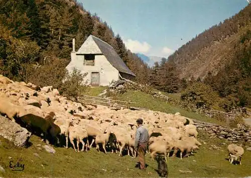 Animals postcard sheep moutons Barcelonnette