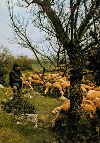 Animals postcard sheep moutons