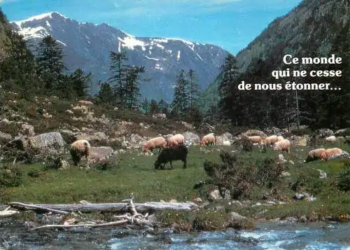Animals postcard sheep moutons Belgium houtland