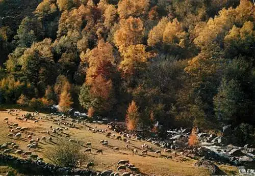 Animals postcard sheep moutons en Limousin