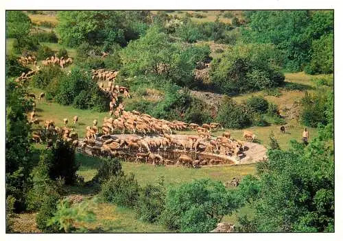 Animals postcard sheep moutons watering stop