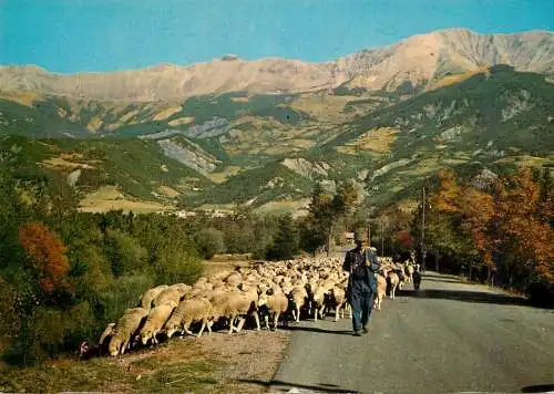 Animals postcard sheep moutons la transhumance