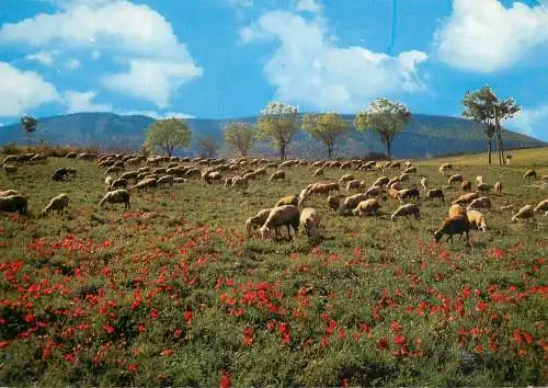 Animals postcard sheep moutons et coquelicots 1968
