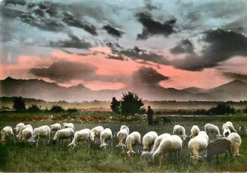 Animals postcard sheep moutons scene pastorale