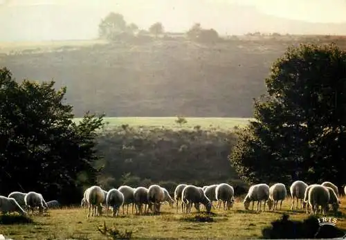 Animals postcard sheep moutons scene pastorale