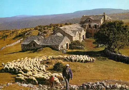 Animals postcard sheep moutons Aveyron 1988
