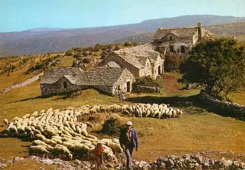 Animals postcard sheep moutons Aveyron 1988