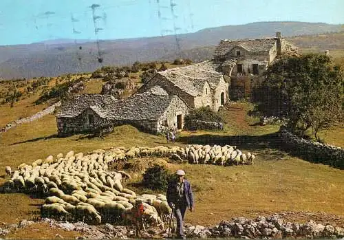 Animals postcard sheep moutons Aveyron 1988
