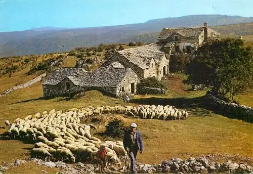 Animals postcard sheep moutons Aveyron 1988