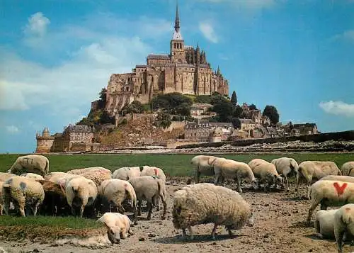 Animals postcard sheep moutons Le Mont Saint Michel