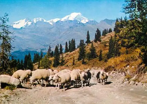 Animals postcard sheep moutons Les Arcs Savoie 1986