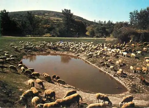 Animals postcard sheep moutons Gard 1991