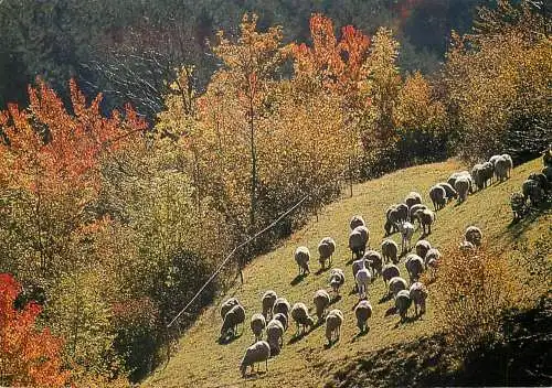 Animals postcard sheep moutons Saint Martin Vesuvie