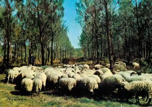 Animals postcard sheep moutons paturage 1967