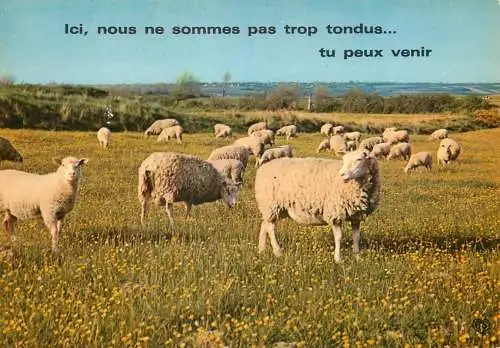 Animals postcard sheep moutons