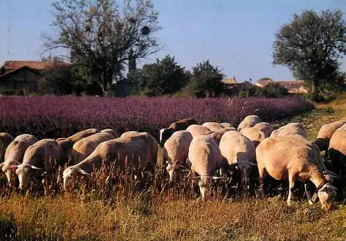 Animals postcard sheep moutons lavande field