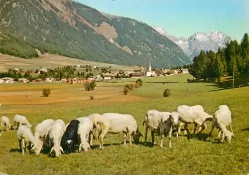 Animals postcard sheep moutons