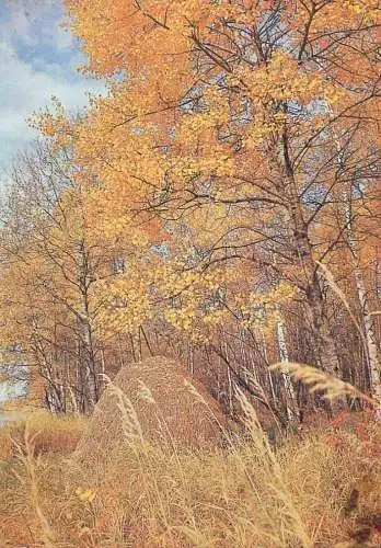 Russia postcard forest scene