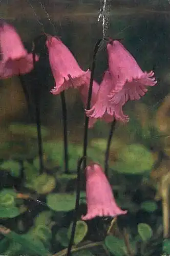 Holiday postcard Romania flowers soldanella pusilla baumg degetarut