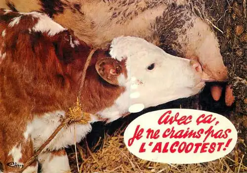 Animal postcard cows comic l'alcootest