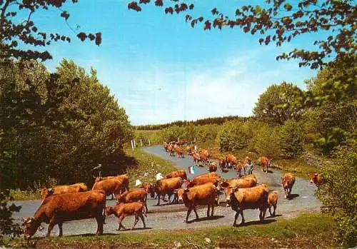 Animal postcard cows comic Monts d'Aubrac la transhumance