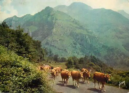 Animal postcard cows comic pyrenees en route vers les hauts paturages