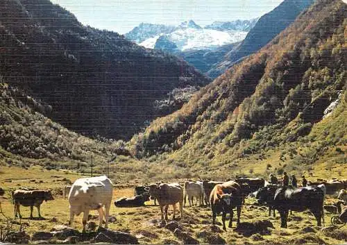 Animal postcard cows comic pyrenees paturage