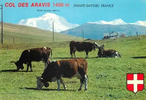 Animal postcard cows comic Col des Aravis