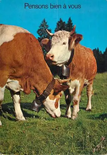 Animal postcard cows comic pensons bien a vous