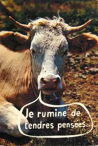 Animal postcard cows comic je rumine de tendres pensees