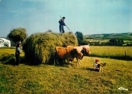Animal postcard cows comic paysage landais la fenaison dans les landes