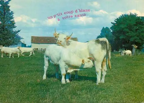 Animal postcard cows comic un petit coup d'blanc a votre sante
