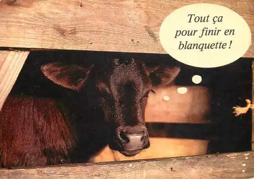 Animal postcard cows comic tout ca pour finir en blanquette