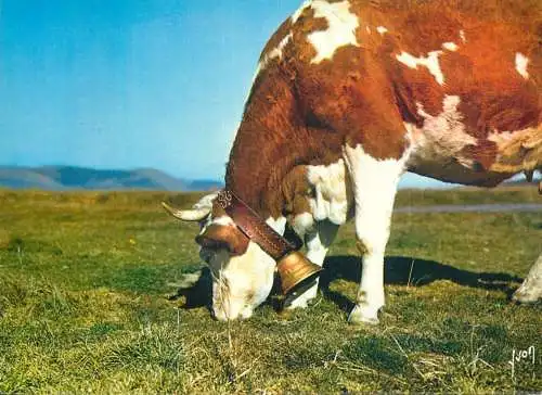 Animal postcard cows comic sur les chaumes des Hautes Vosges