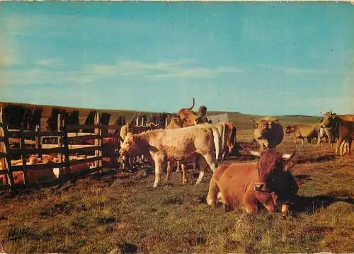 Animal postcard cows comic en Aubrac paturages