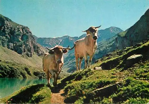 Animal postcard cows comic art pyreneen hautes pyrenees