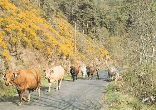 Animal postcard cows comic retour du troupeau