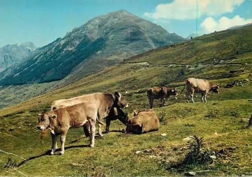 Animal postcard cows Col de Puymorens paturage sur le versant ariegeois