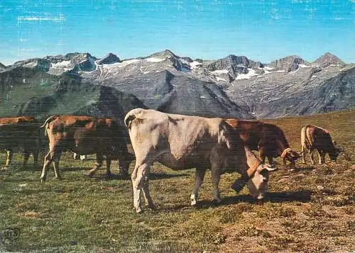 Animal postcard cows comic en parcourant les pyrenees Haute Garonne 1987