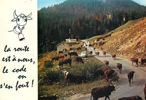 Animal postcard cows comic la route est a nous le code on s'en fout