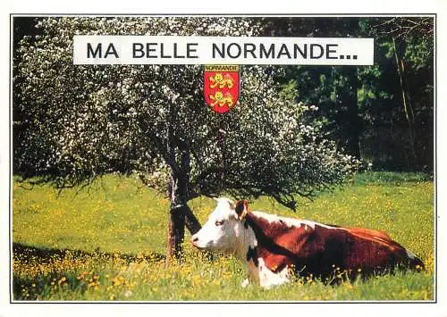 Animal postcard cows comic ma belle normande