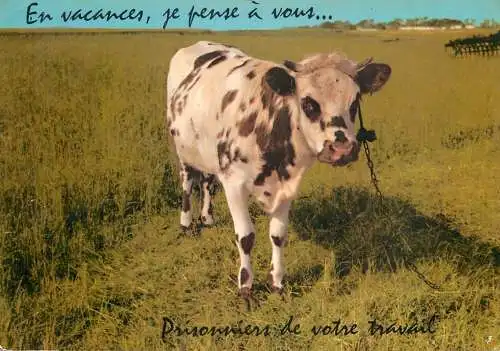 Animal postcard cows comic en vacances je pense a vous