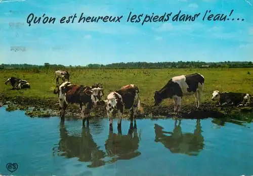 Animal postcard cows comic qu'on est heureux les pieds dans l'eau