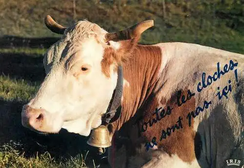 Animal postcard cows comic