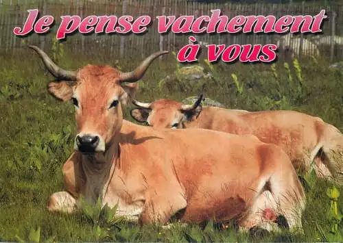 Animal postcard cows comic je pense vachement a vous