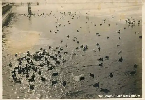 Switzerland ducks on the lake Zurich
