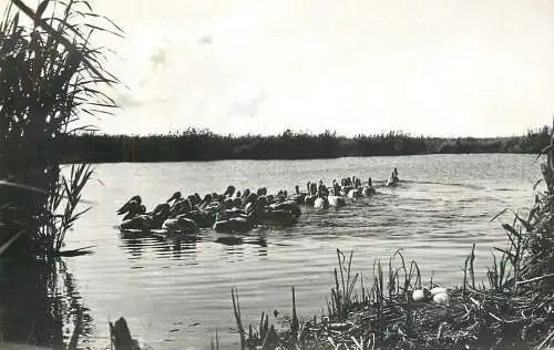 Romania pelicani in Delta Dunarii