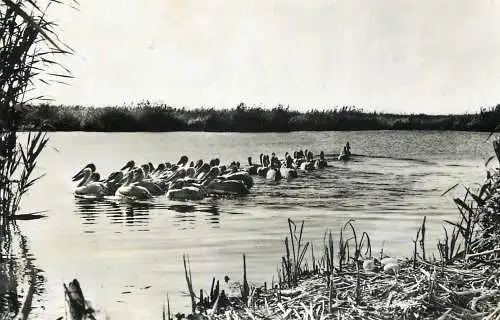 Romania pelicani in Delta Dunarii